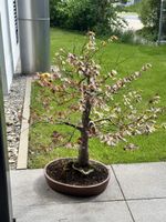 Blutbuche Bonsai, Top Zustand, Garten