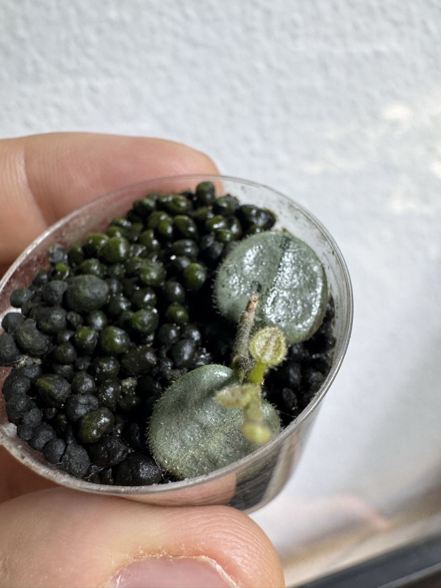 Piante & sementi: Hoya serpens silver – Usato da Zürich venduto da thishoyaofmine