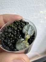 Hoya serpens silver