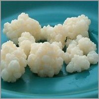 KEFIR AU LAIT + instructions - probiotique, sain & délicieux