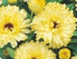 30 Samen RARE Ringelblume  “LEMON BEAUTY”