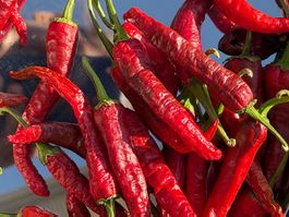 Kashmiri Chili Bio Samen 2026 frisch Pflanzen Blumen  20 St
