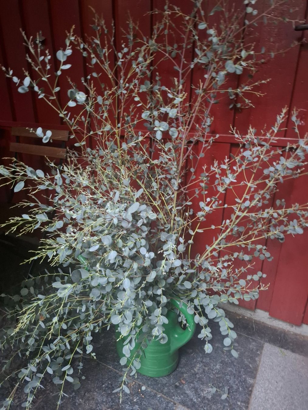 Plantes & graines: Eukalyptus Zweige – D'occasion à Zürich par esap