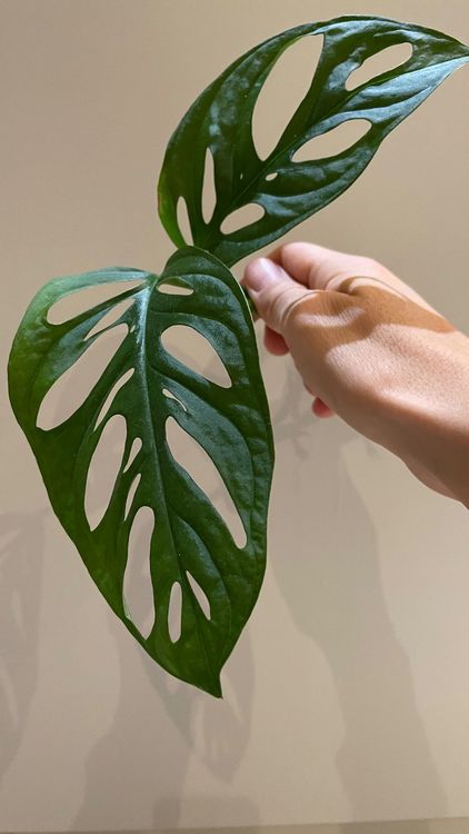 Monstera Adansonii Ableger
