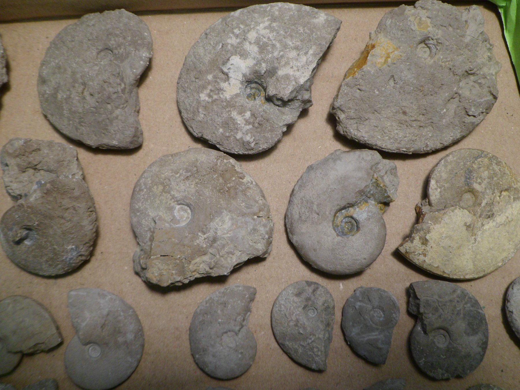 Fossili: Fossilien Sammlung Schweiz – Usato da Affoltern am Albis venduto da Fossil60 3