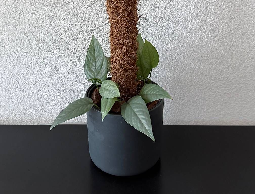Piante & sementi: Epipremnum Cebu Blue, anthrazit Topf, 80cm – Usato da Aadorf venduto da Arkabraa 1