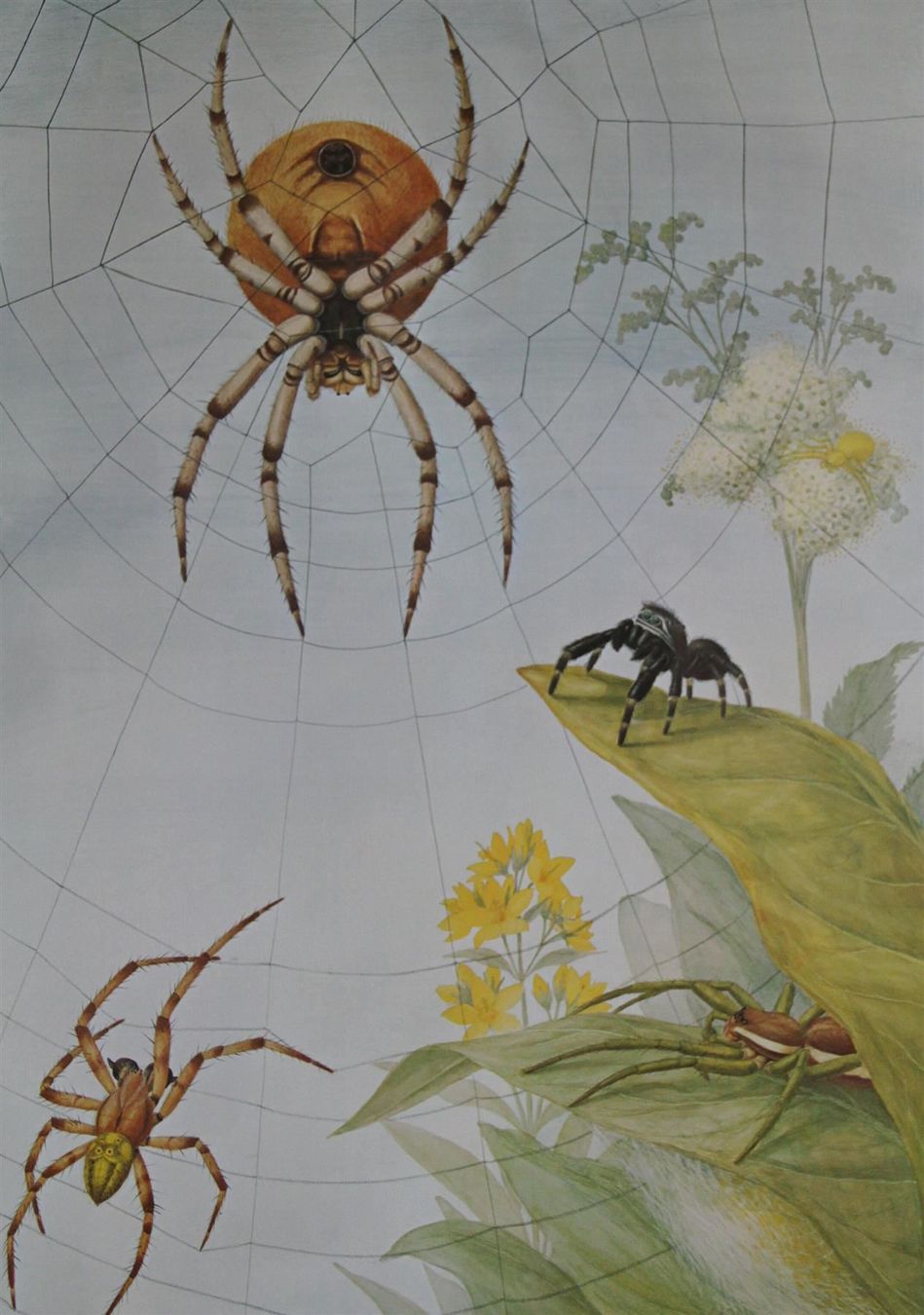Posters & Illustrations: Schulwandbild "Spinnen" Marta Seitz – D'occasion à Birrwil par brandschatz_birrwil