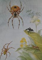 Schulwandbild "Spinnen" Marta Seitz