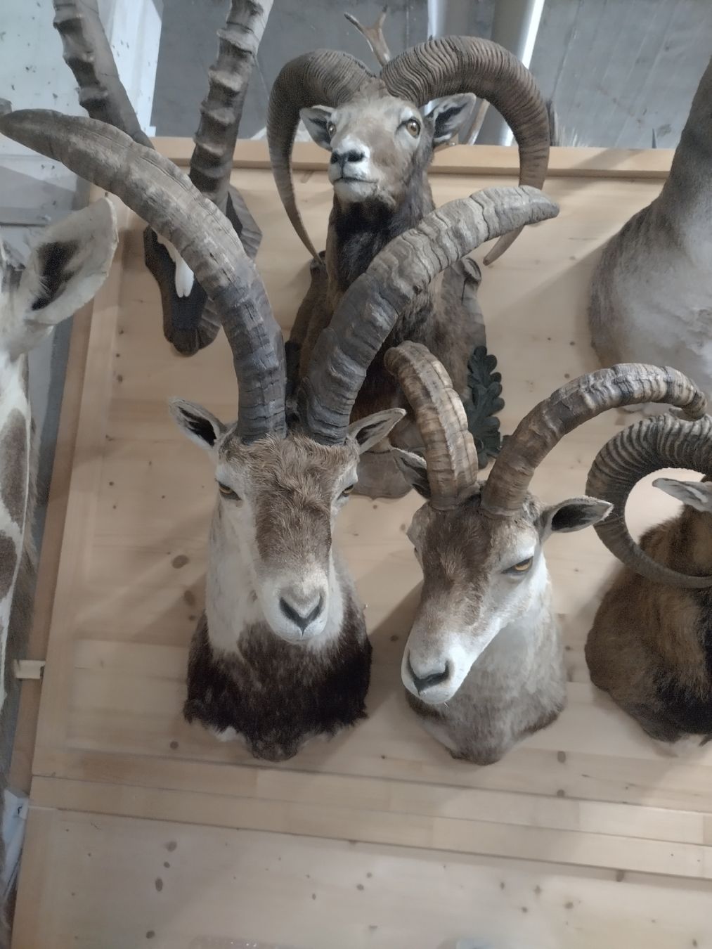 Il mondo degli animali: zwei wunderschöne Spanische Steinböcke, Präparat – Usato da Wettingen venduto da Bwalti 3