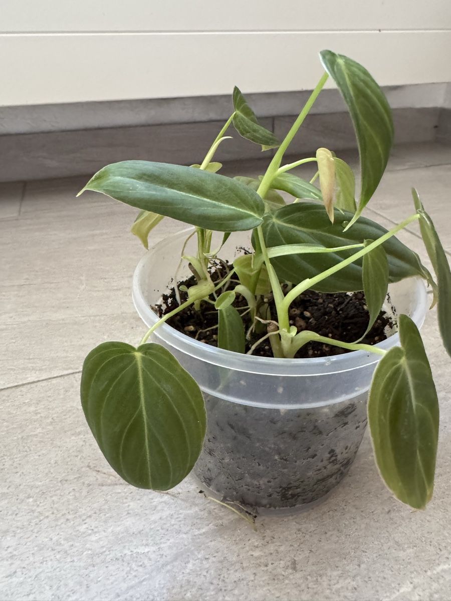 Plantes & graines: Philodendron Melanochrysum – Neuf (Voir description) à Sugiez par fabandy16 1