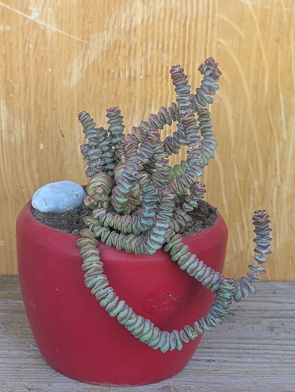 Piante & sementi: Crassula marnierana  – Usato da Comano venduto da che_8lc2