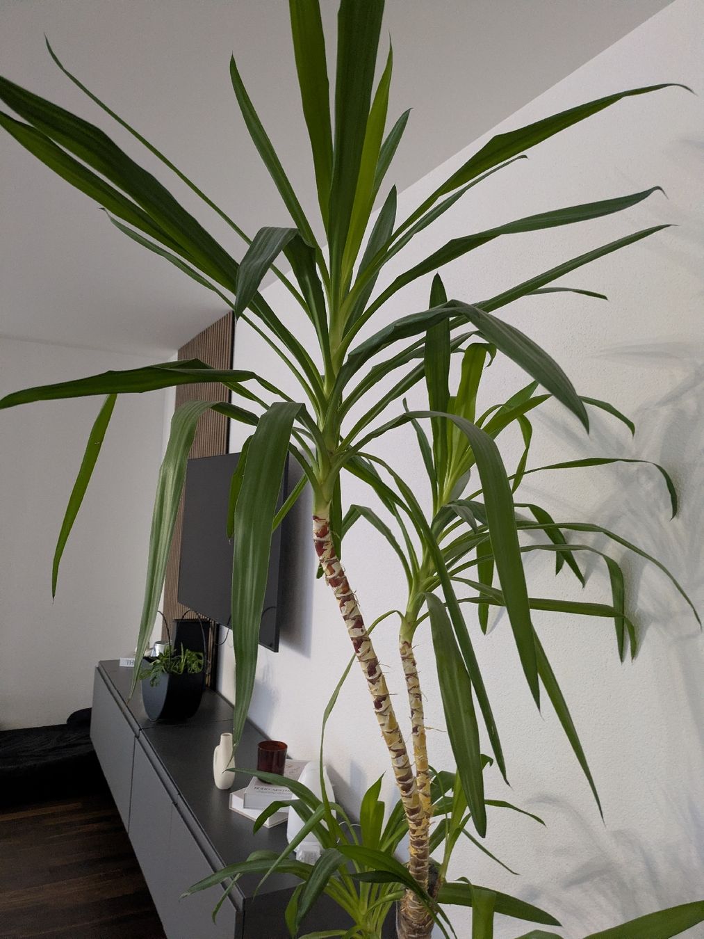 Pflanzen & Samen: Yucca Palme – Gebraucht aus Sirnach von ratano 2