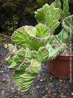 Stapelia Leendertziae Cristata - wie 1 Pflanzen-Skulptur