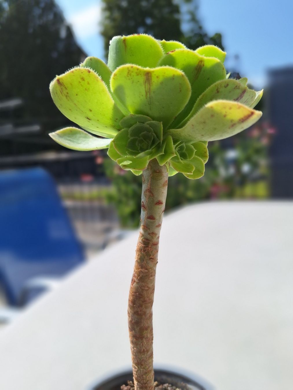 Piante & sementi: Sukkulente Aeonium arboreum – Usato da Luzern venduto da Heugaerten