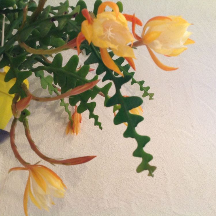 Epiphyllum Anguliger Sgeblattkaktus  Stachelloser Kaktus Mit Duftenden  Blten Duftende Blten Kaktus