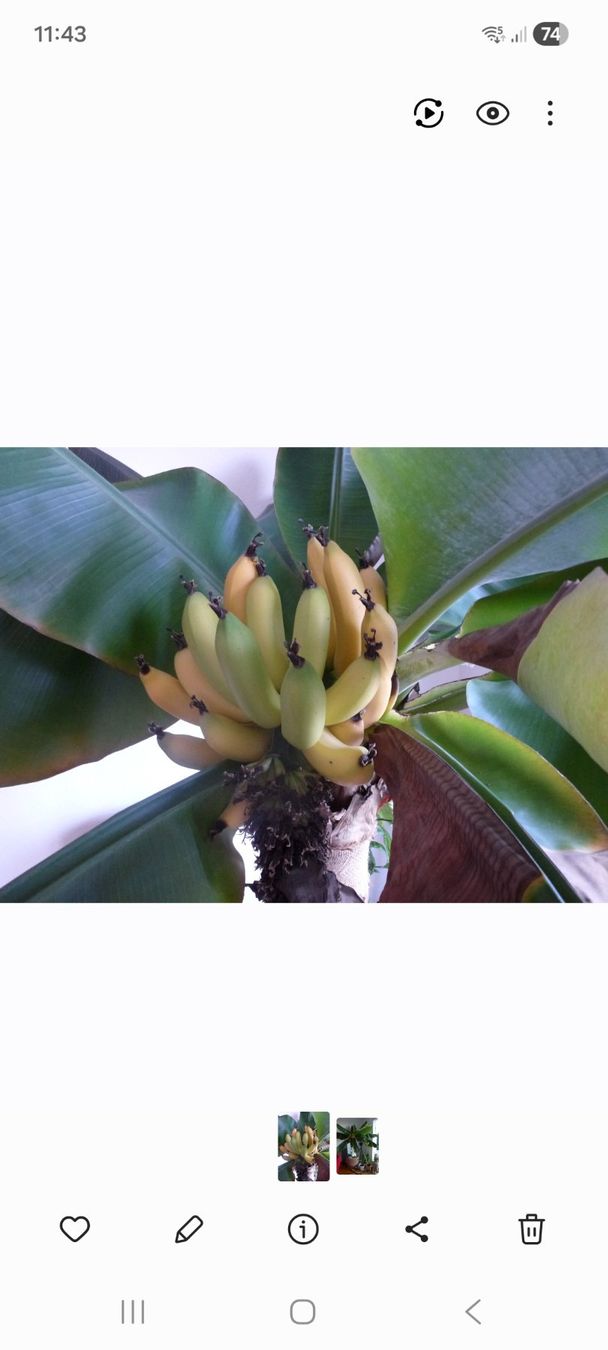 Plantes & graines: grosser Bananenbaum – D'occasion à Fislisbach par Pellen 1