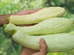 Plantes & graines: Courgette POPCORN  10g – Neuf (Voir description) à Bremblens par FIBONACCI369 3