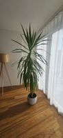 Grosse Yuccapalme (2.20 m)