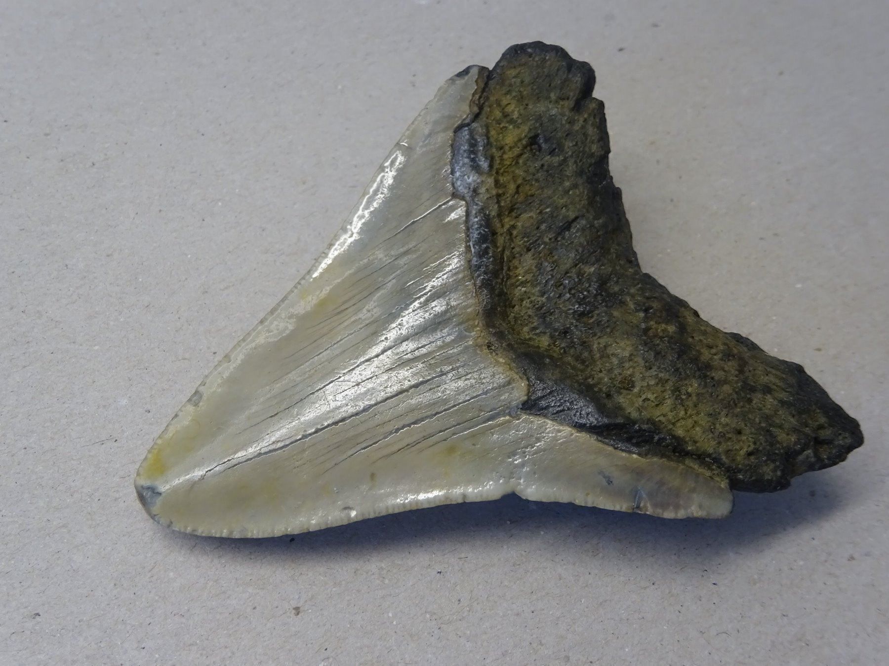 Fossili: Prähistorischer Haifischzahn – Usato da Esslingen venduto da eintagammeer 1