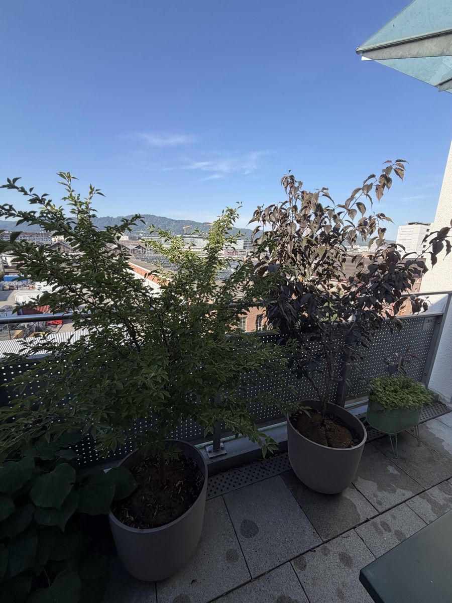 Plantes & graines: Plum tree, cherry tree , maple, lavander – D'occasion à Zürich par sal_rx2q 1