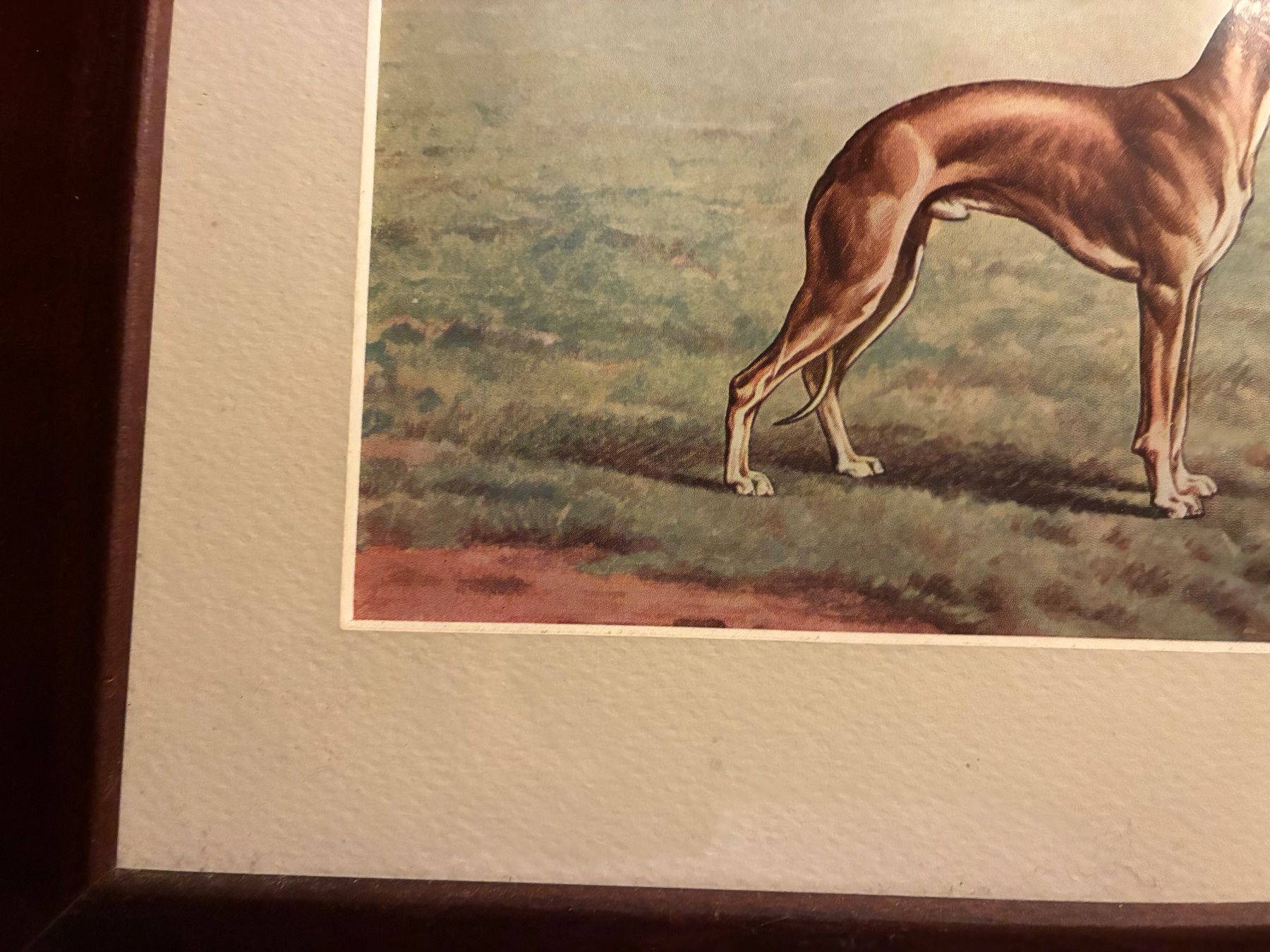 Tableaux: Ancien tableau levrier Whippet – D'occasion à Paudex par micinque 2