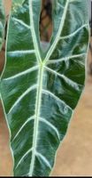 🤩Alocasia Longiloba Rhizom 