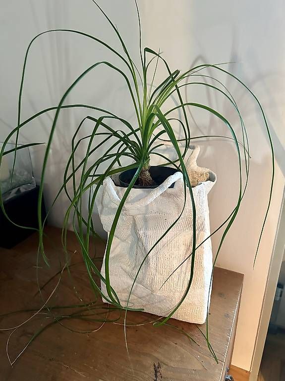 Pflanzen & Samen: Zimmerpflanze in der Tasche  – Neu und originalverpackt aus Frauenfeld von ire_q29k 4