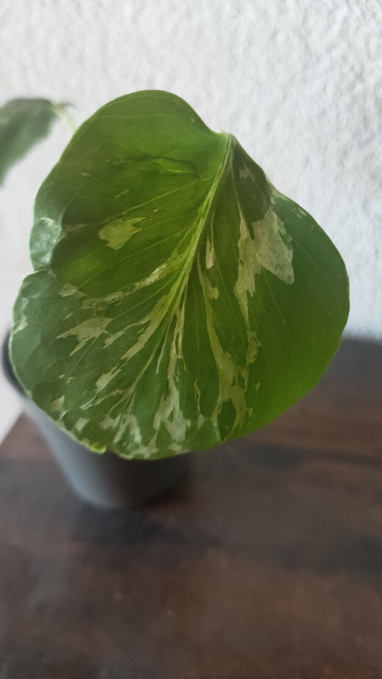 Piante & sementi: Monstera bulbasaur moyenne  – Nuovo (secondo la descrizione) da St-Aubin-Sauges venduto da may_2yrv 2