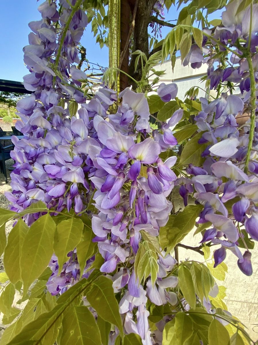 Piante & sementi: Japanische Wisteria – Usato da Urtenen- Schönbühl venduto da windowshopper 2