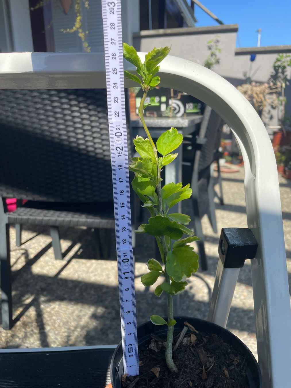 Piante & sementi: HIBISKUS - STRAUCH- GARTEN-EIBISCH WEISS ODER LILA -CA 35 CM – Nuovo (secondo la descrizione) da Buchs AG venduto da fischli610 9
