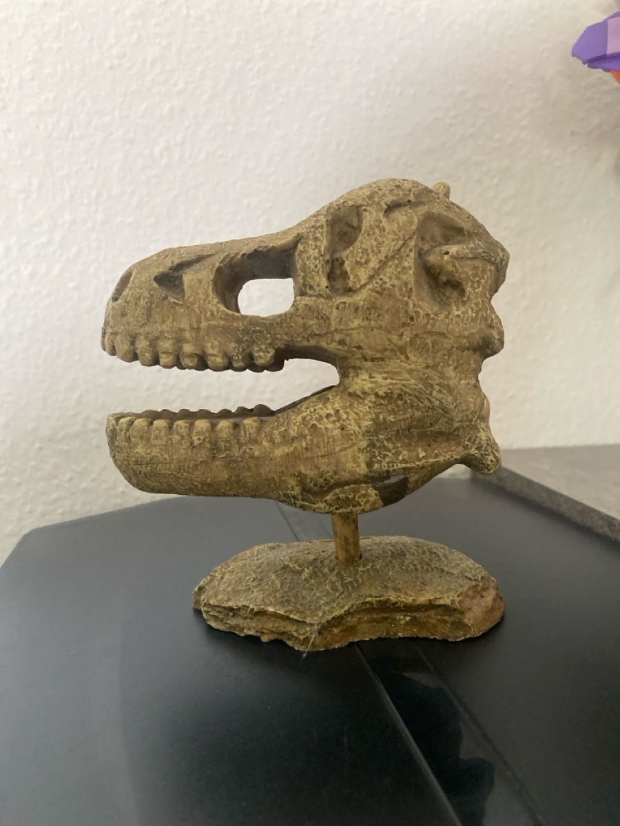 Statuette: Crâne de dinosaure - Objet de décoration – Nuovo (secondo la descrizione) da Fribourg venduto da lau_5lkk 4