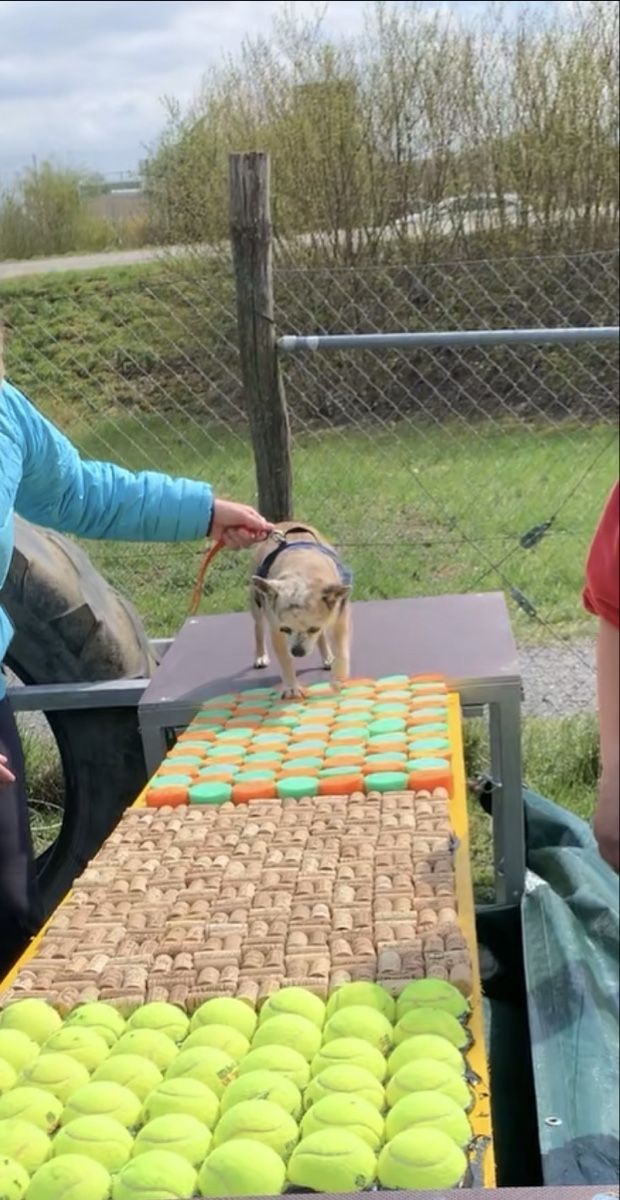 Giocattoli: Hunde-Sport-Geschicklichkeitsprcours – Usato da Balsthal venduto da Almendra 7