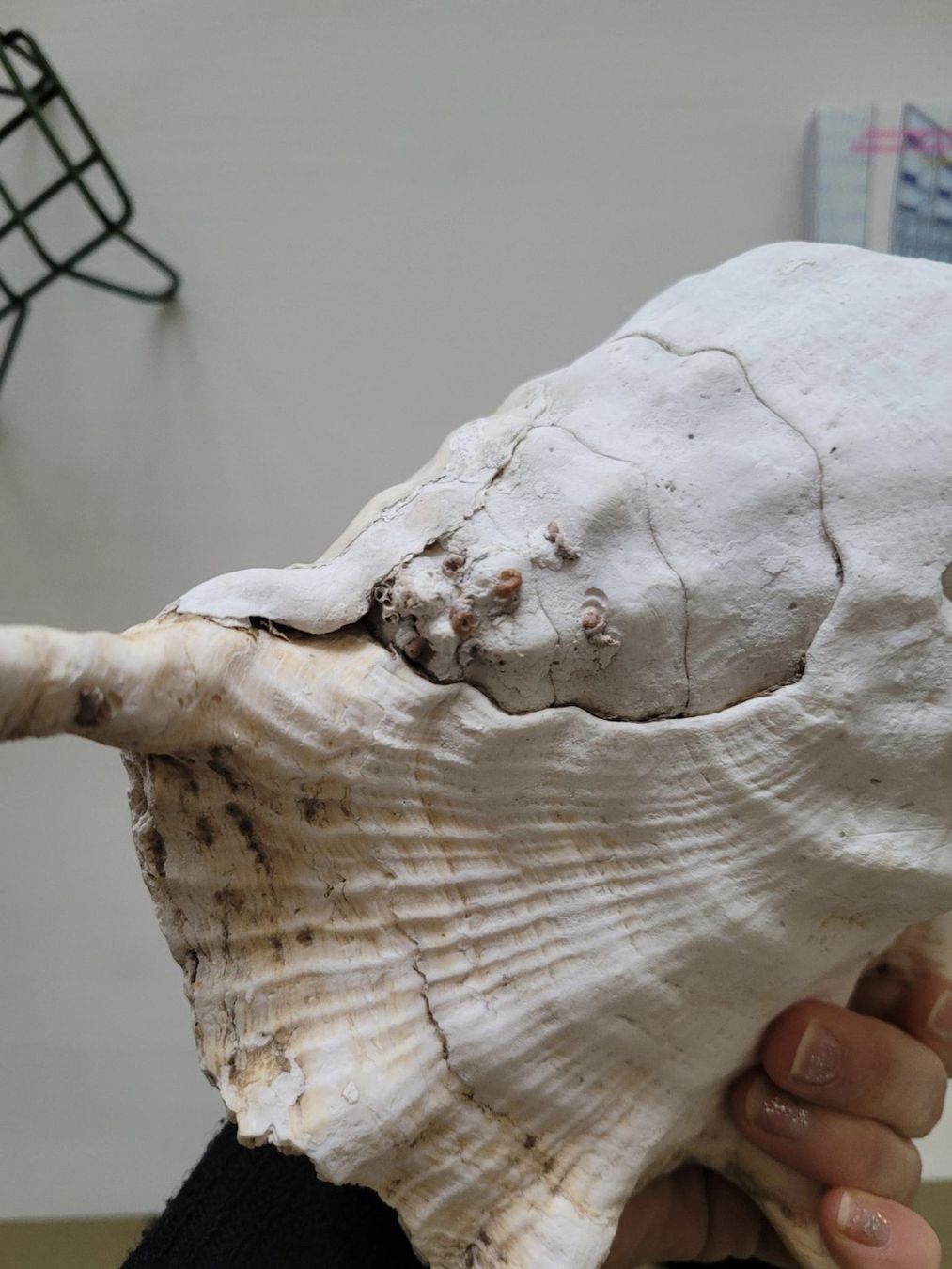 Fossili: Grosse Muschel | Sea Shell Large | Conch – Usato da Zürich venduto da HelloSunshine8048 2