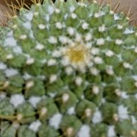 Sukkulente KAKTUS 15 cm + Infos wie keimen & pflegen