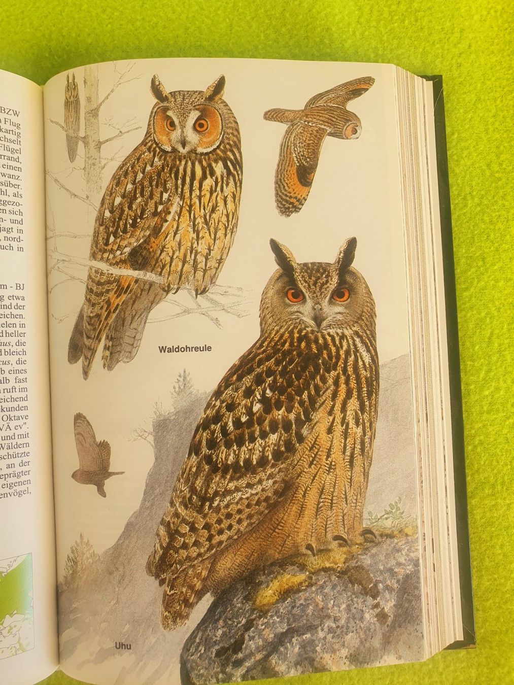 Libri: Die Vögel Europas – Usato da Steinhausen venduto da joseph-sen 7
