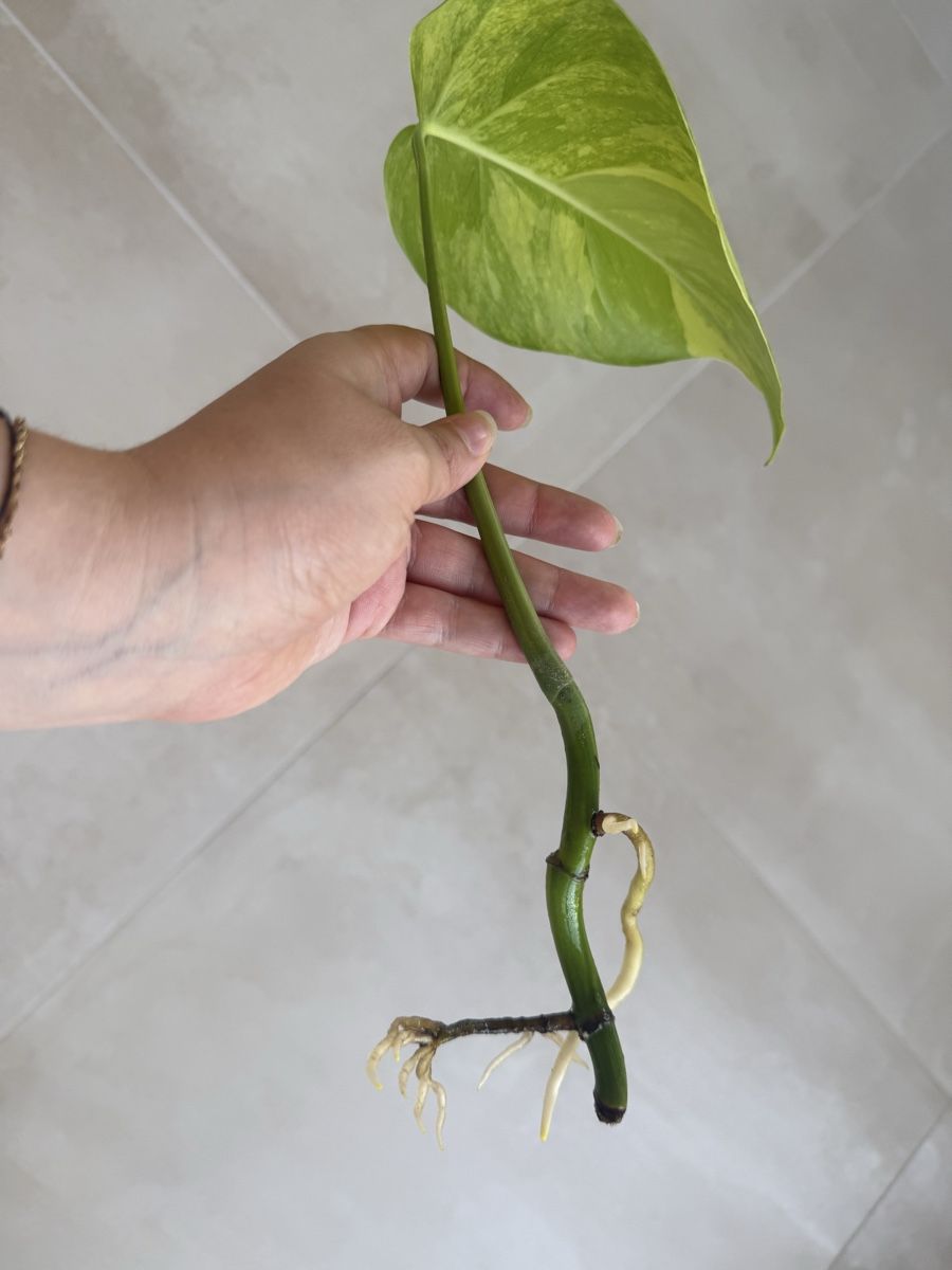 Pflanzen & Samen: Monstera Aurea 🌿 – Gebraucht aus Pringy von Letitdo 1