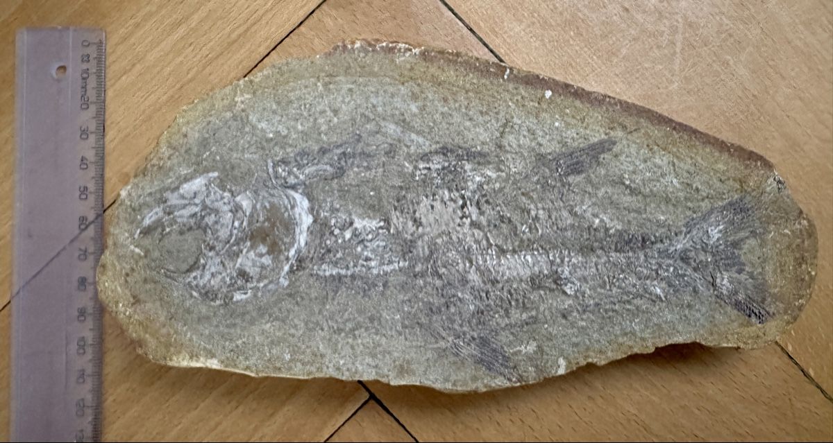 Fossili: Versteinerung mit einem Fisch  – Usato da Winterthur venduto da mat_q5d5 1