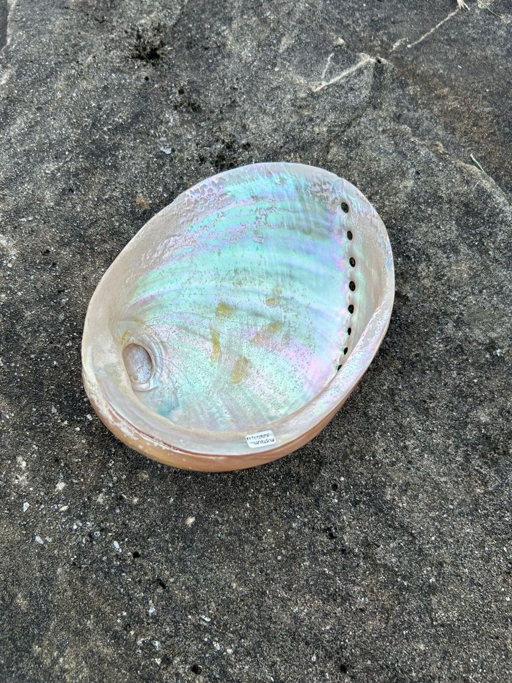 Tutte le decorazioni: Rainbow Abalone Muschel poliert 175mm – Nuovo (secondo la descrizione) da Giswil venduto da Pearllure 1