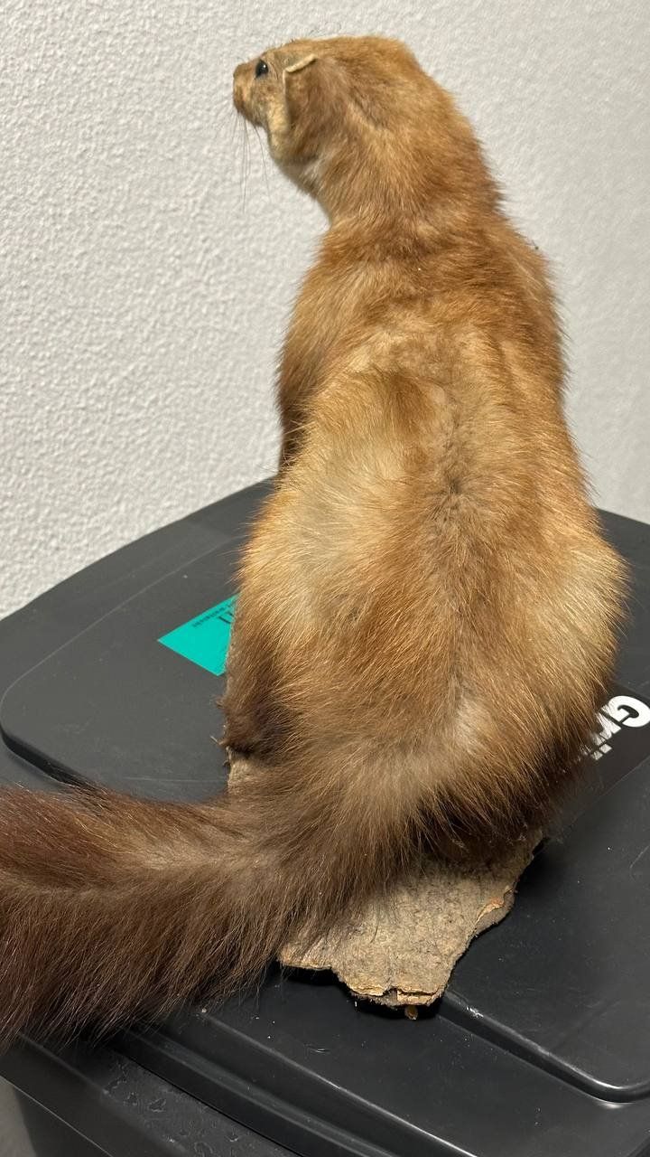 Il mondo degli animali: Ausgestopfter Marder – Usato da Beringen venduto da Mantafisch1 3