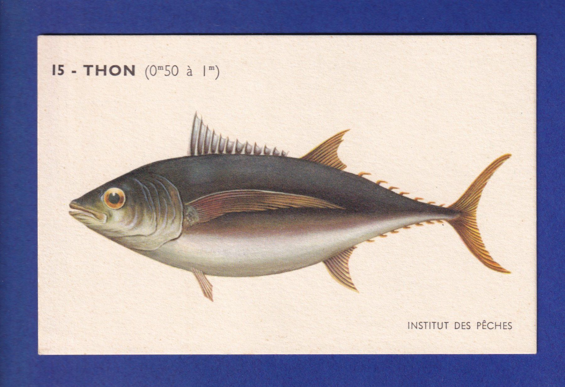 Cartes postales: Poisson - THON – D'occasion à Pully par nicecards-shop