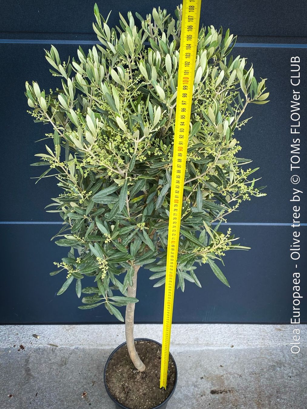 Piante & sementi: Olivenbaum - Olea Europaea - schönes Bäumchen – Nuovo e nell'imballaggio originale da Adliswil venduto da astom369 6