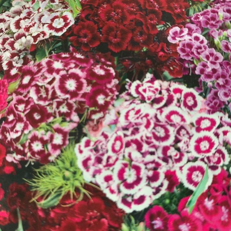 Piante & sementi: GARTENNELKE / Bartnelke mix / 20 Samen / ESSBARE BLÜTEN – Nuovo (secondo la descrizione) da Hinteregg venduto da ERFOLG78