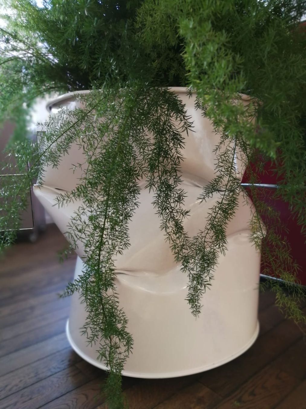 Pflanzen & Samen: Blechtrommel HENDRY 60 – Neu (gemäss Beschreibung) aus Boll von butzli64 1