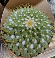 Sukkulente KAKTUS 15 cm + Infos wie keimen & pflegen