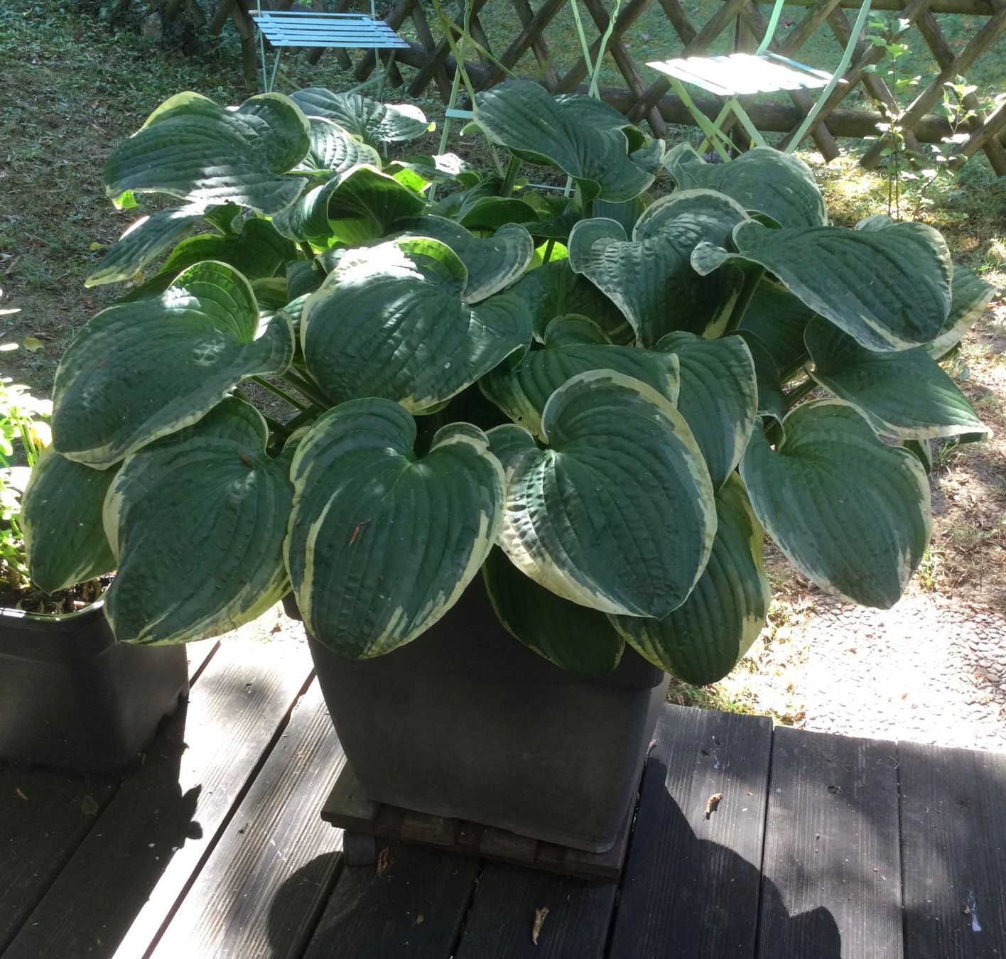 Piante & sementi: Hosta – Usato da Riehen venduto da mahei02 1