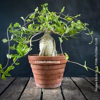 Fockea Edulis - einzigartige Caudex Sammler-Pflanze