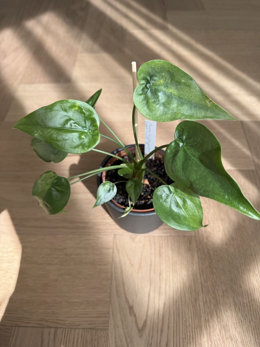 Pflanzen & Samen: Alocasia cucullata splash mint – Gebraucht aus Dietwil von Steinetritt 1