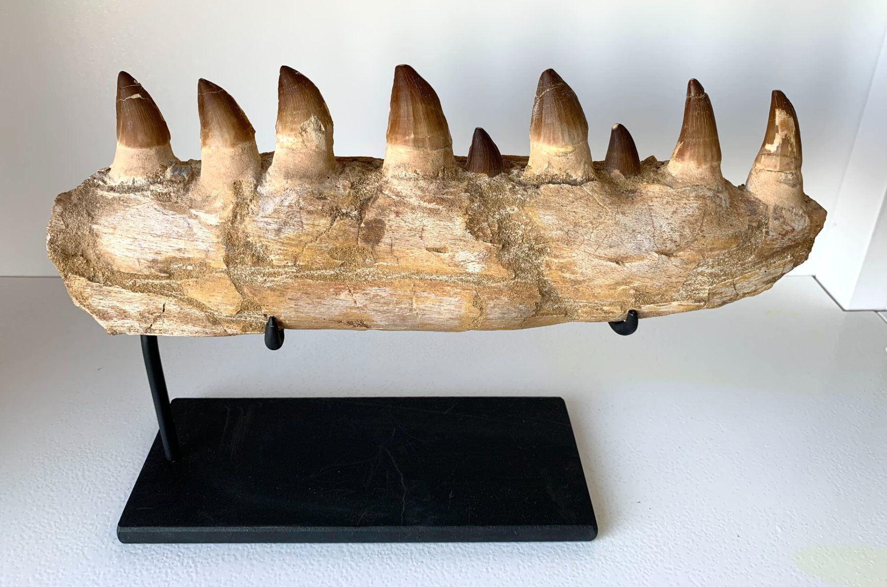 Fossili: Mosasaurus sp. - Kieferfragment - Original – Nuovo (secondo la descrizione) da Samstagern venduto da Spliti