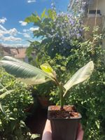 Ficus Elastica ‘Tineke’ – panaschierter Gummibaum 🌿