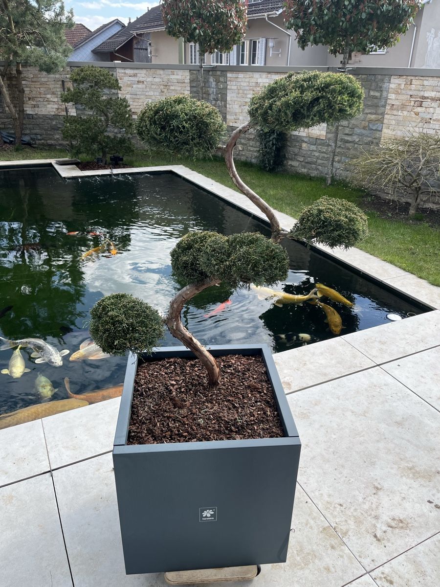 Pflanzen & Samen: Bonsai/ Pflanze/Terrasse/Niwaki – Neu (gemäss Beschreibung) aus Bertschikon Gossau von BAUSTOFFHANDELbucher
